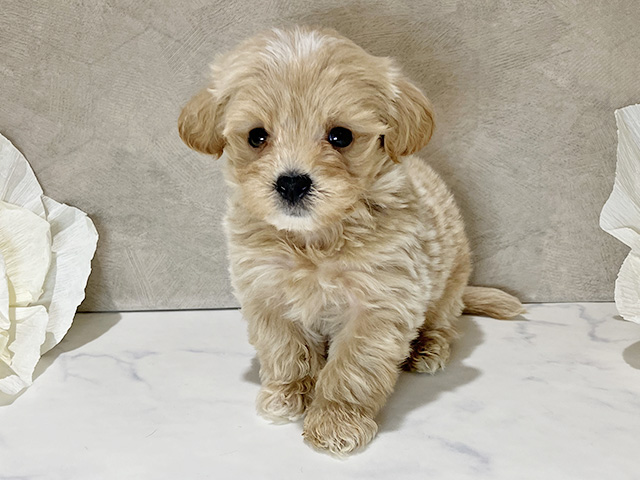 茨城県のマルプー(マルチーズ×プードル) (ペッツファースト土浦店/2026年1月1日生まれ/男の子/アプリコット)の子犬の1枚目の画像