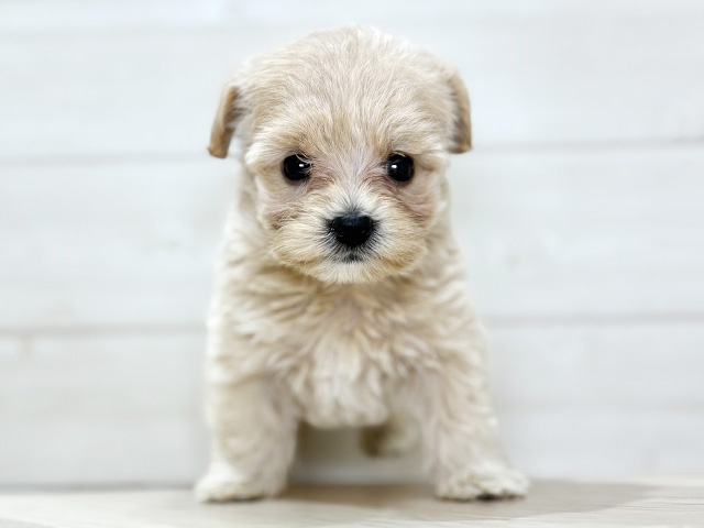 大阪府のマルプー(マルチーズ×プードル) (ペッツファースト梅田店/2026年1月1日生まれ/女の子/アプリコット)の子犬の1枚目の画像