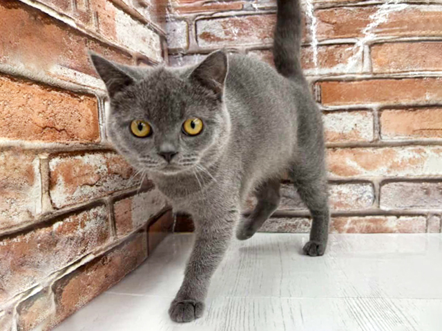 大阪府のブリティッシュショートヘアー (ペッツファースト茨木目垣店/2025年8月12日生まれ/男の子/ブルー)の子猫の1枚目の画像