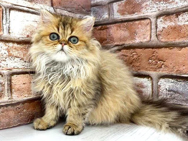 ペルシャ, 性別 女の子, 誕生日 2025/10/28, 毛色 チンチラゴールデン, 出身 長野県, 店舗 , お問い合わせ番号 100841011