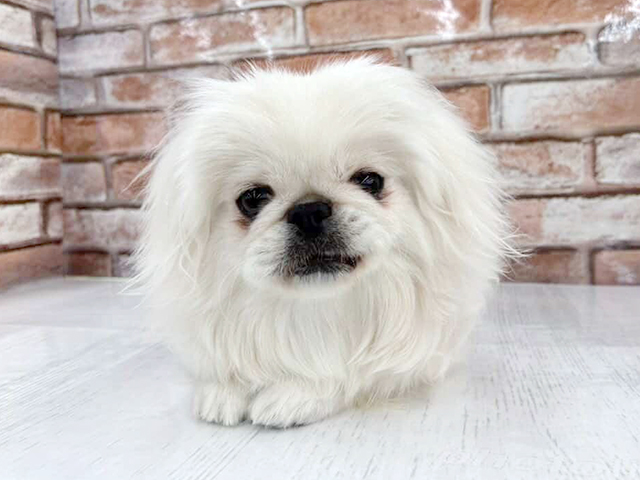 大阪府のペキニーズ (ペッツファースト茨木目垣店/2025年6月28日生まれ/女の子/ホワイト)の子犬の1枚目の画像