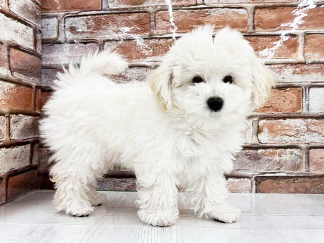 大阪府のビションフリーゼ (ペッツファースト茨木目垣店/2025年12月9日生まれ/女の子/ホワイト)の子犬の1枚目の画像