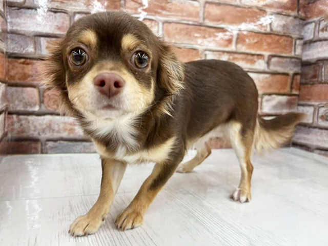 大阪府のチワワ(ロング) (ペッツファースト茨木目垣店/2025年6月12日生まれ/女の子/チョコレートタン)の子犬