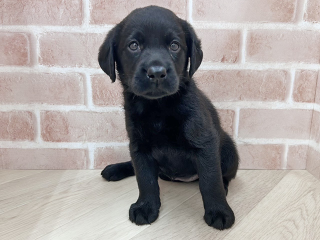 大阪府のラブラドールレトリーバー (ペッツファースト寝屋川店/2025年12月29日生まれ/女の子/ブラック)の子犬の1枚目の画像