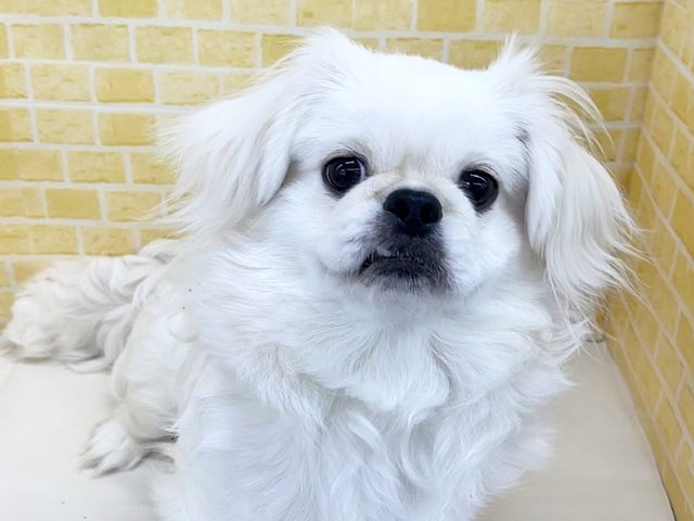 新潟県のペキニーズ (ペッツファースト長岡店/2025年8月4日生まれ/男の子/ホワイト)の子犬の1枚目の画像