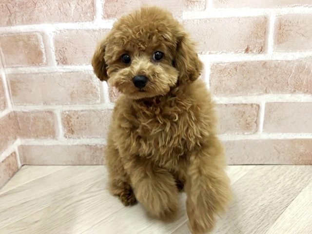 大阪府のトイプードル(トイ) (ペッツファースト寝屋川店/2025年10月13日生まれ/女の子/レッドフォーン)の子犬の1枚目の画像