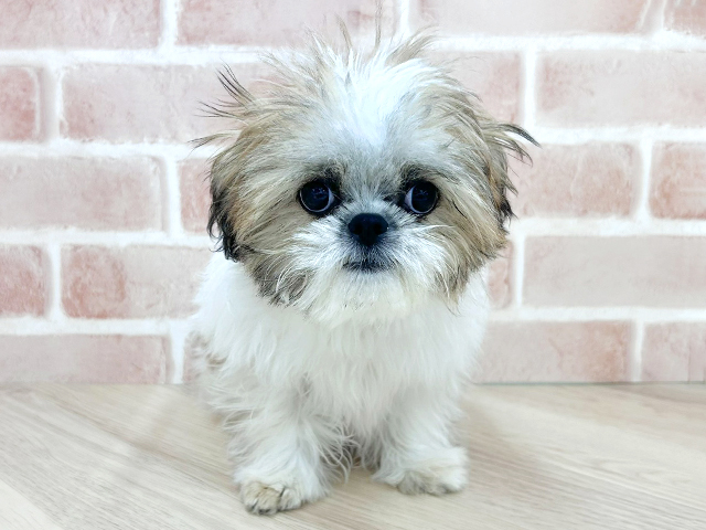 大阪府のチワズー/チワシーズ(チワワ×シーズー) (ペッツファースト寝屋川店/2025年10月20日生まれ/女の子/ホワイトブラウン)の子犬の1枚目の画像