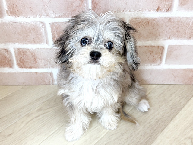 大阪府のチワマル/マルチワ(チワワ×マルチーズ) (ペッツファースト寝屋川店/2025年10月26日生まれ/女の子/ブルーマール)の子犬の1枚目の画像