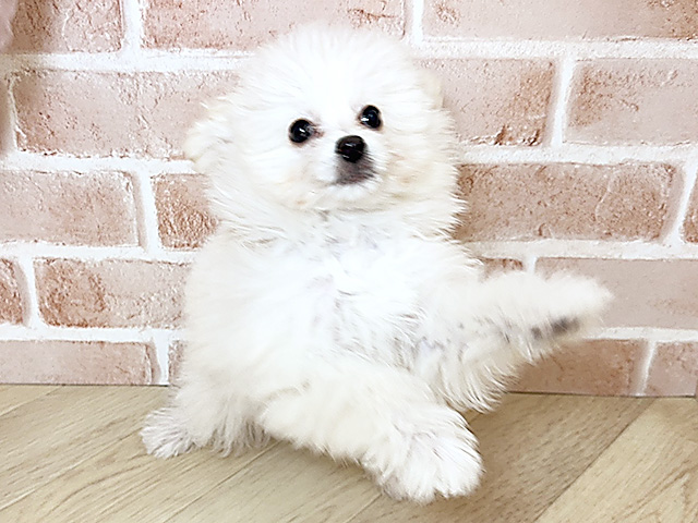 大阪府のポメプー(ポメラニアン×プードル) (ペッツファースト寝屋川店/2025年11月20日生まれ/男の子/クリーム)の子犬の1枚目の画像