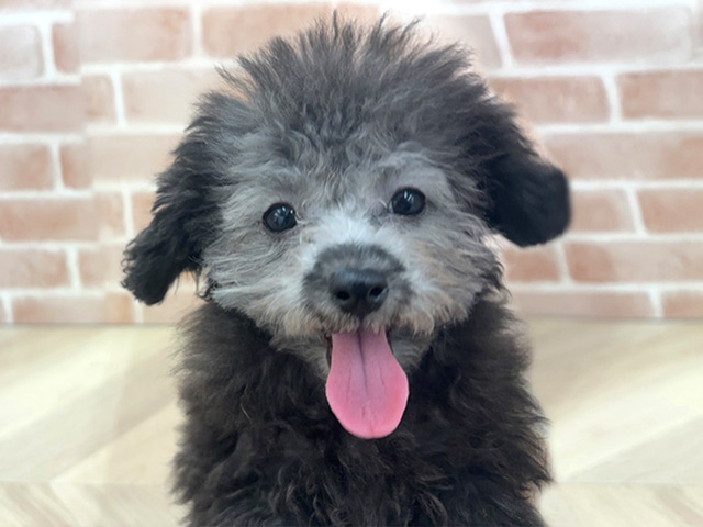 埼玉県のトイプードル(トイ) (ペッツファースト三郷店/2025年11月25日生まれ/女の子/グレー)の子犬の1枚目の画像