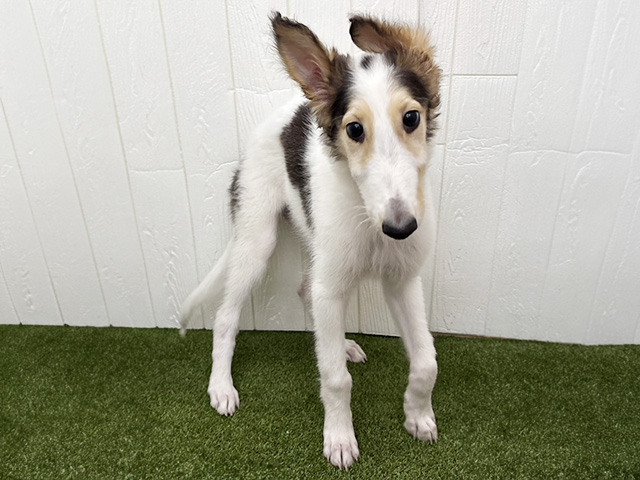 ボルゾイ, 性別 女の子, 誕生日 2025/11/26, 毛色 ホワイトブラックレッド, 出身 群馬県, 店舗 三郷店(埼玉県), お問い合わせ番号 200019304