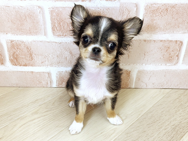 大阪府のチワワ(ロング) (ペッツファースト寝屋川店/2025年11月21日生まれ/男の子/ブラックタンホワイト)の子犬の1枚目の画像