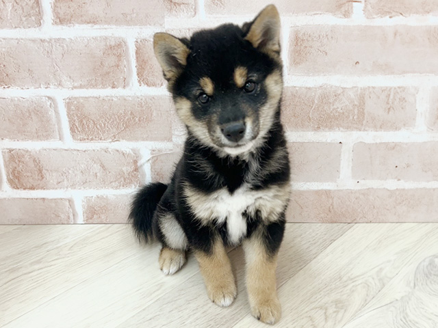 柴犬（豆柴タイプ）, 性別 男の子, 誕生日 2025/12/06, 毛色 黒, 出身 埼玉県, 店舗 寝屋川店(大阪府), お問い合わせ番号 200019370