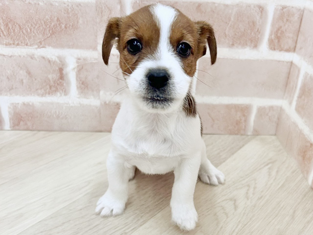 ジャックラッセルテリア, 性別 女の子, 誕生日 2025/12/19, 毛色 タンホワイト, 出身 埼玉県, 店舗 寝屋川店(大阪府), お問い合わせ番号 200019471