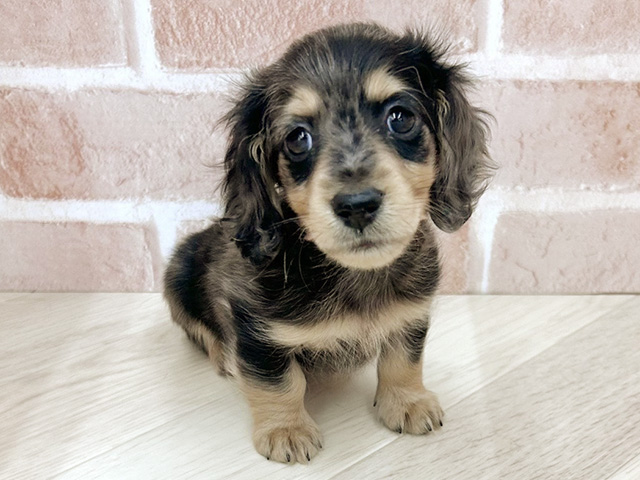 大阪府のミニチュアダックスフンド(ロング) (ペッツファースト寝屋川店/2025年12月21日生まれ/男の子/シルバーダップル)の子犬の1枚目の画像