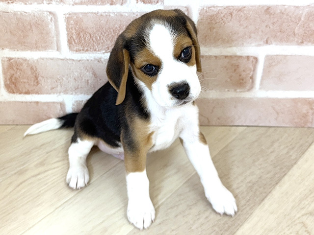 大阪府のビーグル (ペッツファースト寝屋川店/2025年12月20日生まれ/男の子/ブラックタンホワイト)の子犬の1枚目の画像