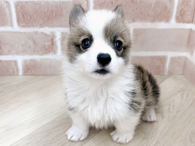 大阪府のウェルシュコーギーペンブローク (ペッツファースト寝屋川店/2025年12月28日生まれ/男の子/レッドホワイト)の子犬の1枚目の画像