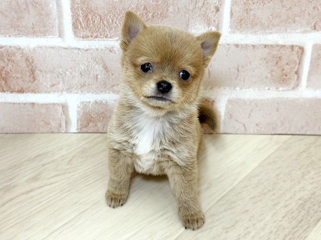 大阪府のチワ柴/柴チワ/チワシバ(チワワ×柴) (ペッツファースト寝屋川店/2025年12月28日生まれ/女の子/赤)の子犬の1枚目の画像