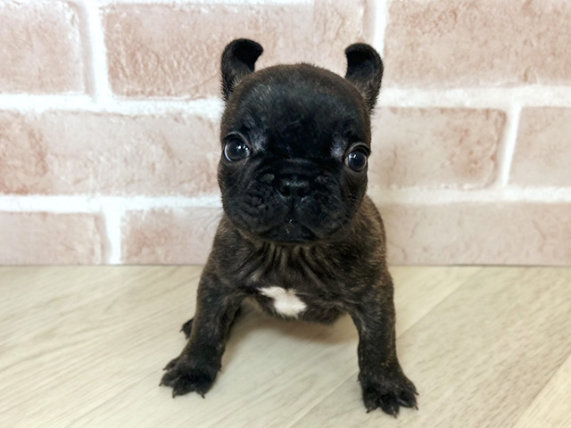 大阪府のフレンチブルドッグ (ペッツファースト寝屋川店/2025年12月21日生まれ/女の子/ブリンドル)の子犬の1枚目の画像