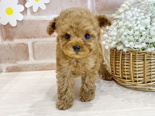 福岡県のトイプードル(ティーカップ) (ペッツファースト筑紫野店/2026年1月1日生まれ/男の子/アプリコット)の子犬の1枚目の画像