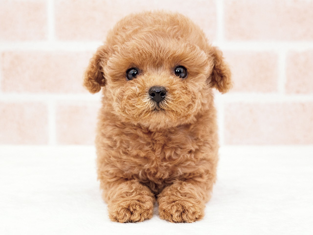 トイプードル