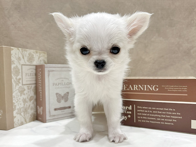 奈良県のチワワ(ロング) (ペッツファースト橿原店/2025年12月26日生まれ/男の子/ホワイトクリーム)の子犬の1枚目の画像