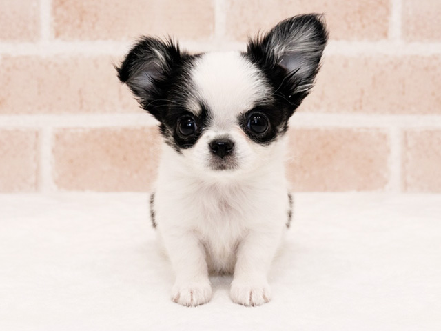 東京都のチワワ(ロング) (ペッツファースト広尾店/2025年12月26日生まれ/女の子/ホワイトブラックタン)の子犬の1枚目の画像