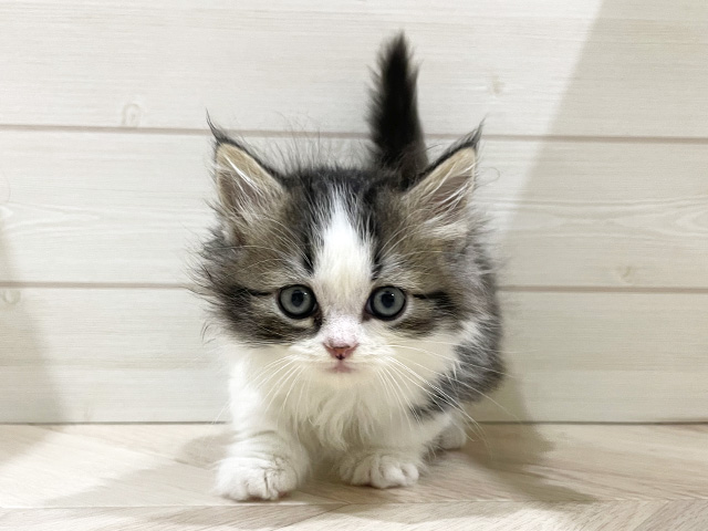 福岡県のマンチカン (ペッツファースト福岡天神店/2026年1月2日生まれ/男の子/ブラウンタビーホワイト)の子猫