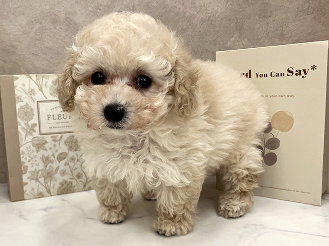 奈良県のトイプードル(トイ) (ペッツファースト橿原店/2025年12月25日生まれ/女の子/ペールフォーン)の子犬の1枚目の画像