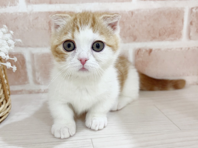 神奈川県のマンチカン (ペッツファーストfor cats横浜元町店/2026年1月1日生まれ/女の子/レッドタビーホワイト)の子猫の1枚目の画像