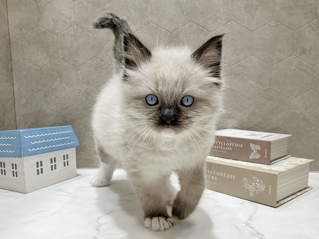 東京都のバーマン (ペッツファースト晴海店/2025年12月28日生まれ/男の子/シールポイント)の子猫の1枚目の画像