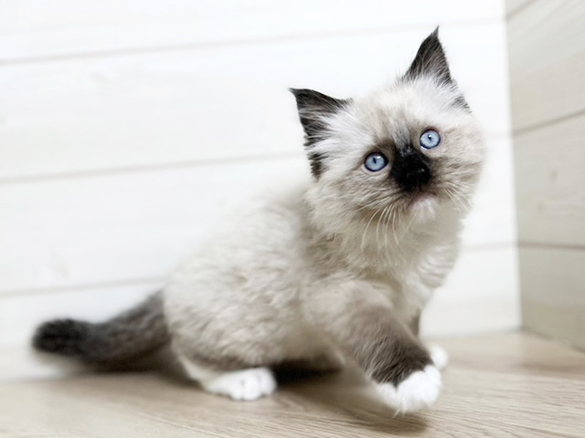 埼玉県のバーマン (ペッツファースト春日部店/2025年12月28日生まれ/女の子/シールポイント)の子猫の1枚目の画像