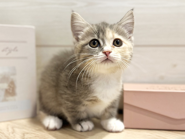 東京都のマンチカン (ペッツファースト麻布十番店/2025年12月29日生まれ/女の子/ブルーパッチドタビーホワイト)の子猫の1枚目の画像