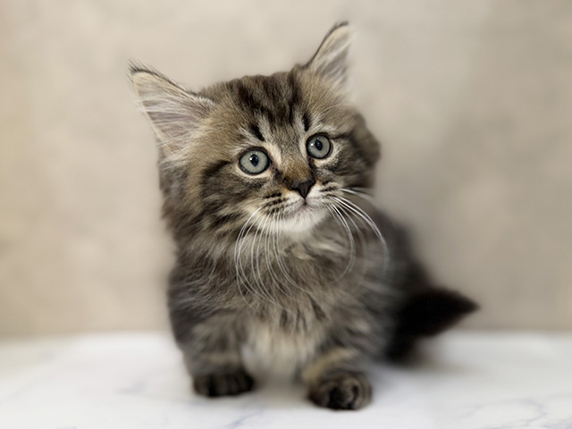 東京都のミヌエット (ペッツファーストららぽーと立川立飛店/2025年12月26日生まれ/男の子/ブラウンタビー)の子猫の1枚目の画像