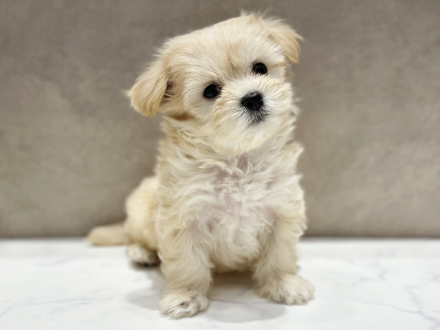 大阪府のマルプー(マルチーズ×プードル) (ペッツファースト心斎橋本店/2026年1月2日生まれ/男の子/クリーム)の子犬の1枚目の画像