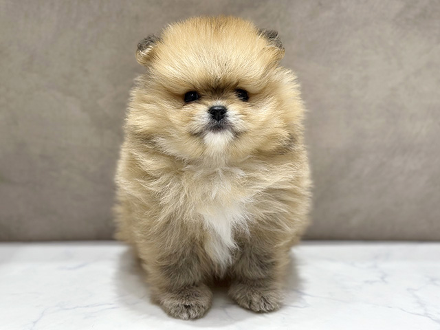大阪府のポメラニアン (ペッツファースト心斎橋本店/2026年1月2日生まれ/男の子/オレンジホワイト)の子犬の1枚目の画像