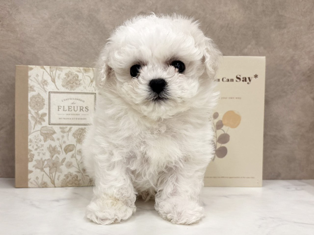 奈良県のビションフリーゼ (ペッツファースト橿原店/2026年1月2日生まれ/男の子/ホワイト)の子犬の1枚目の画像