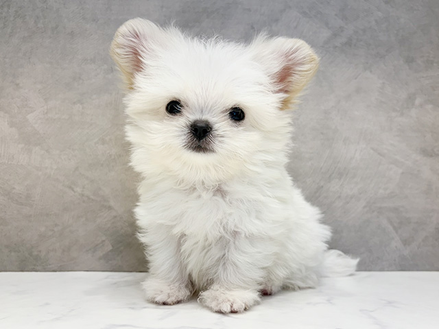 大阪府のペキマル/マルペキ(ペキニーズ×マルチーズ) (ペッツファースト心斎橋本店/2025年12月29日生まれ/男の子/クリームホワイト)の子犬の1枚目の画像