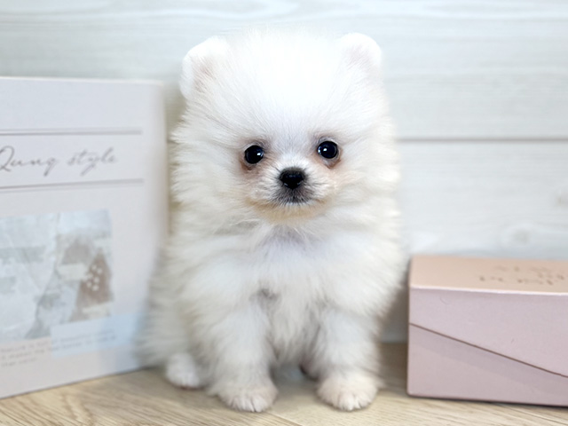 東京都のペキポメ/ポメペキ(ペキニーズ×ポメラニアン) (ペッツファースト麻布十番店/2026年1月2日生まれ/男の子/ホワイトクリーム)の子犬の1枚目の画像