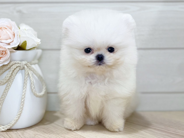 東京都のペキポメ/ポメペキ(ペキニーズ×ポメラニアン) (ペッツファースト吉祥寺本店/2026年1月2日生まれ/男の子/ホワイトクリーム)の子犬の1枚目の画像