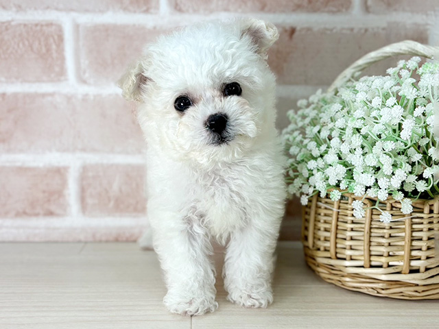 京都府のビションフリーゼ (ペッツファースト京都店/2025年12月31日生まれ/男の子/ホワイト)の子犬の1枚目の画像