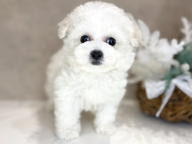 大阪府のビションフリーゼ (ペッツファースト茶屋町店/2025年12月31日生まれ/女の子/ホワイト)の子犬の1枚目の画像