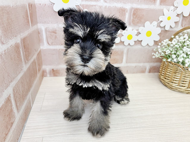 ミニチュアシュナウザー