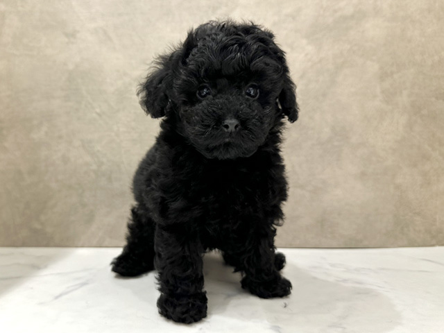 京都府のトイプードル(ティーカップ) (ペッツファースト京都四条河原町店/2026年1月2日生まれ/男の子/ブラック)の子犬