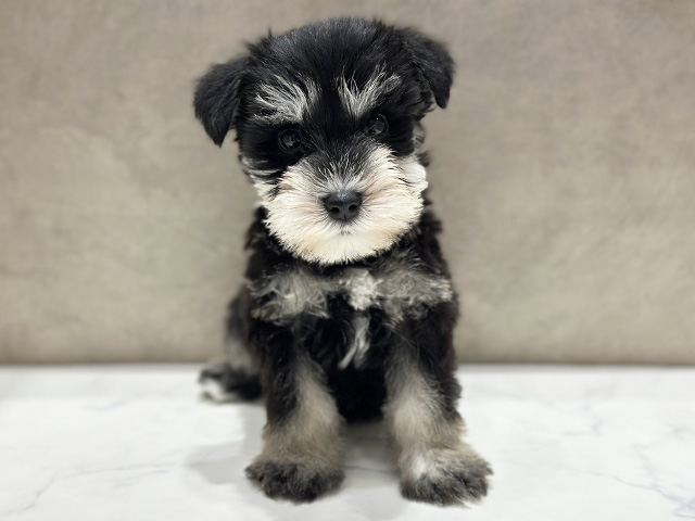 ミニチュアシュナウザー