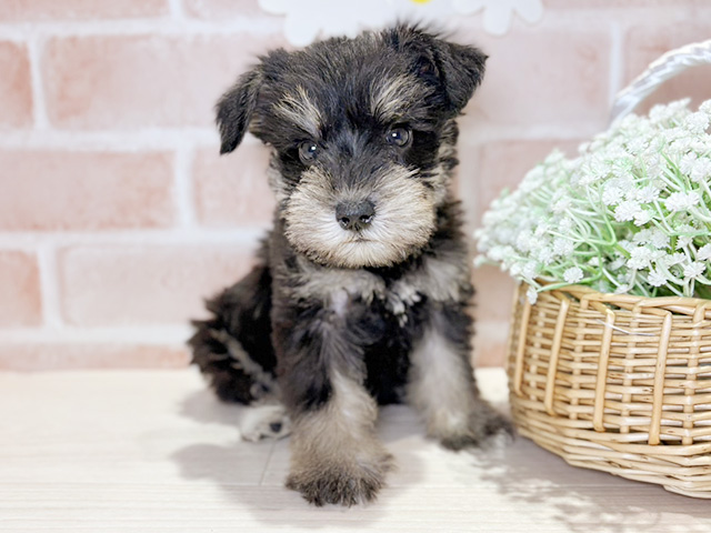 岡山県のミニチュアシュナウザー (ペッツファースト倉敷店/2026年1月2日生まれ/男の子/ブラックシルバー)の子犬