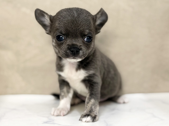 チワワ ららぽーと立川立飛店 │ペッツファースト公式サイト