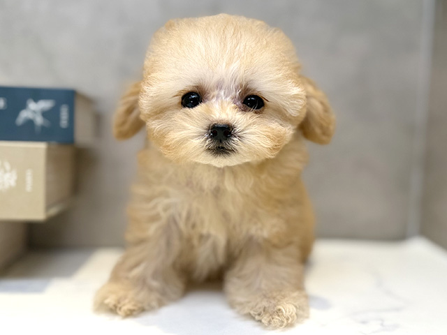 埼玉県のトイプードル(ティーカップ) (ペッツファースト川口店/2025年12月29日生まれ/女の子/アプリコット)の子犬の1枚目の画像