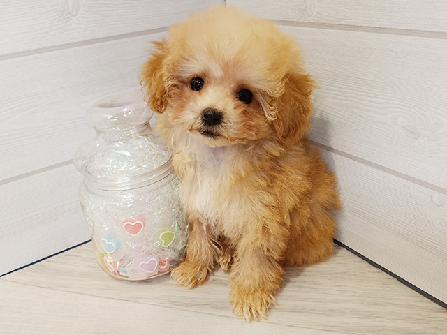 神奈川県のトイプードル(ティーカップ) (ペッツファースト川崎店/2025年12月29日生まれ/男の子/アプリコット)の子犬