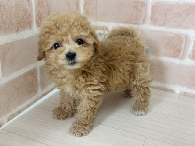 埼玉県のビションプー(ビションフリーゼ×プードル) (ペッツファーストさいたま新都心店/2026年1月4日生まれ/男の子/クリーム)の子犬の1枚目の画像